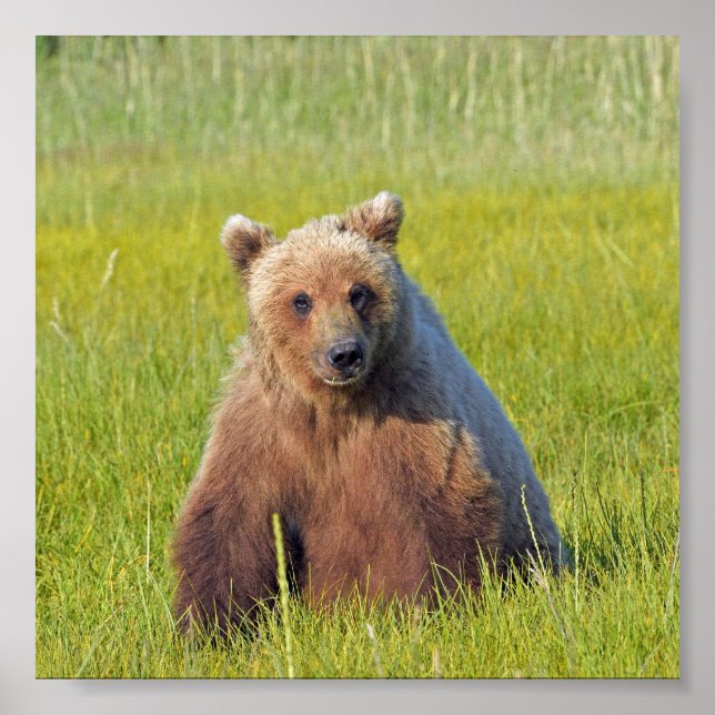 Papel Poster (Matte) 6x6 de urso pardo (Frente)
