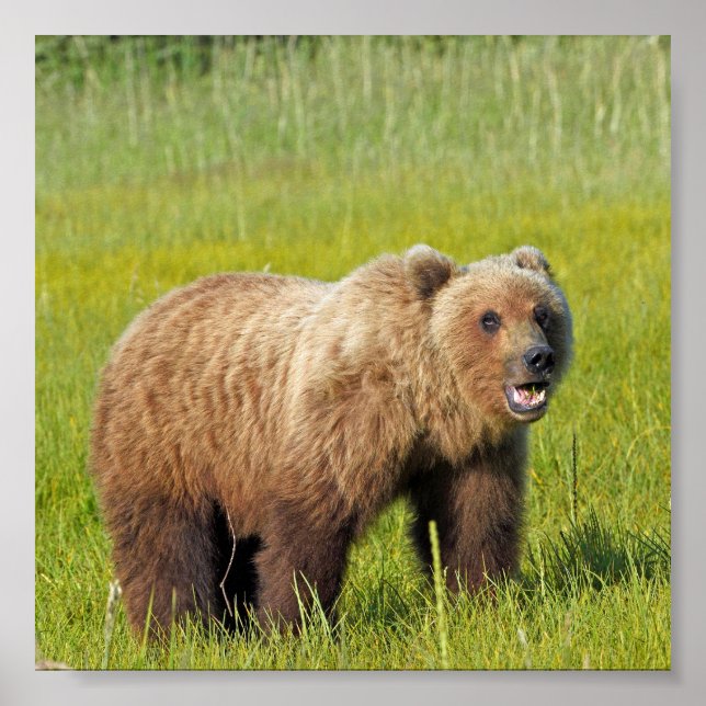 Papel Poster (Matte) 6x6 de urso pardo (Frente)