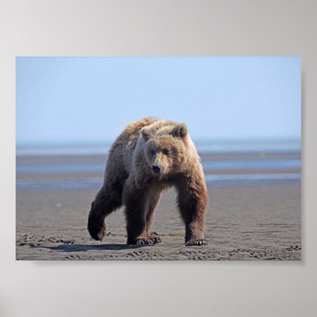 Papel Poster (Matte) 7x5 de ursinho-urso pardo (Frente)