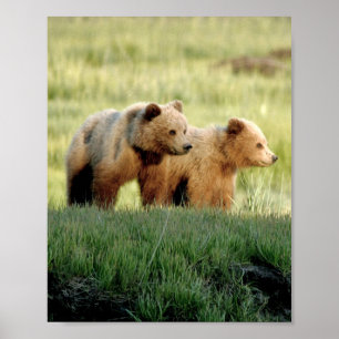 Papel Poster (Matte) 8x10 de filhotes de urso pard