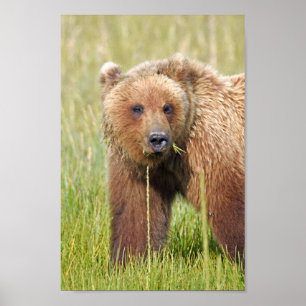 Papel Poster (Matte) 8x12 de urso pardo