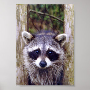 Papel Poster (Matte) de 5x7 do raccoon