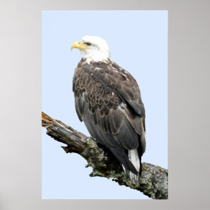 Papel Poster (Matte) de águia 24x36