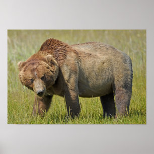 Papel Poster (Matte) de urso pardo 19x13