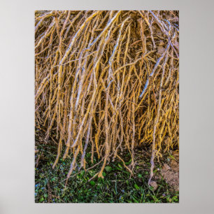 Papel Poster (Semibrilho), Impressão de 6 não inic