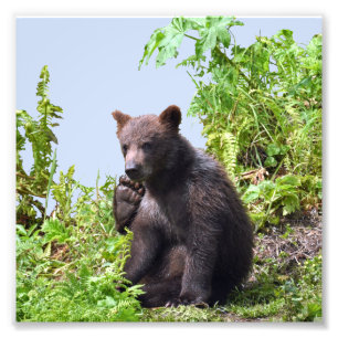 papel profissional da foto de 6x6 Kodak (cetim) do