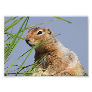 papel profissional da foto de 7x5 Kodak (cetim)