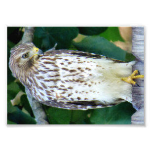 papel profissional da foto de 7x5 Kodak (cetim)