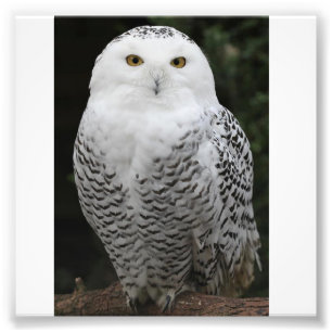 Papel profissional da foto de Kodak (cetim)