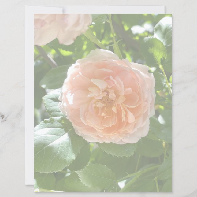 Papel rosa rosa rosa 8,5x11 (Frente)