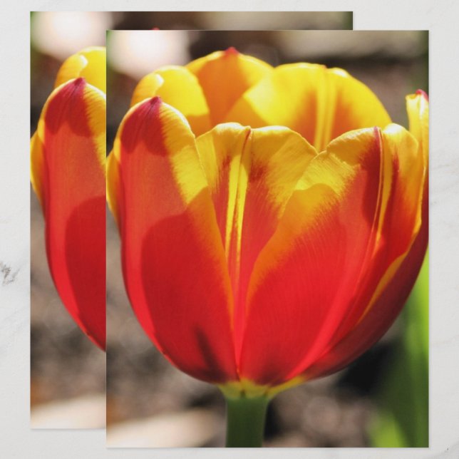 Papel Scrapbook de Flor Amarelo-Fiapular Laranja (Frente/Verso)