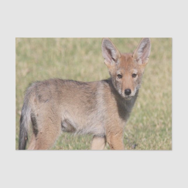 Papel Tecido Coyote (Frente )