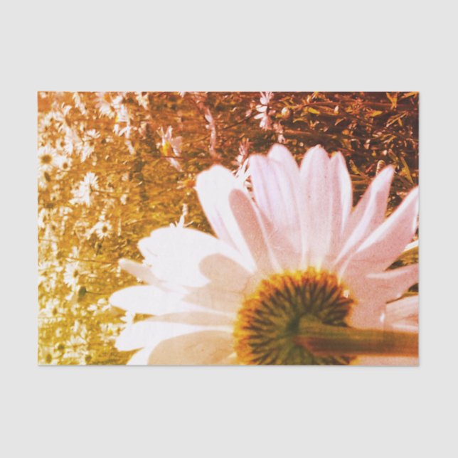 Papel Tecido Daisy Fields (Frente )