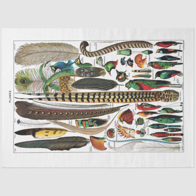 Papel Tecido de Placa de Dicionário Francês - Plum (Frente )