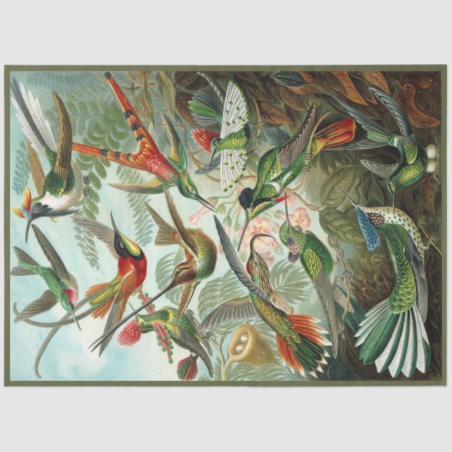Papel Tecido Hummingbird Ernst Haeckel Decoupage (Frente )