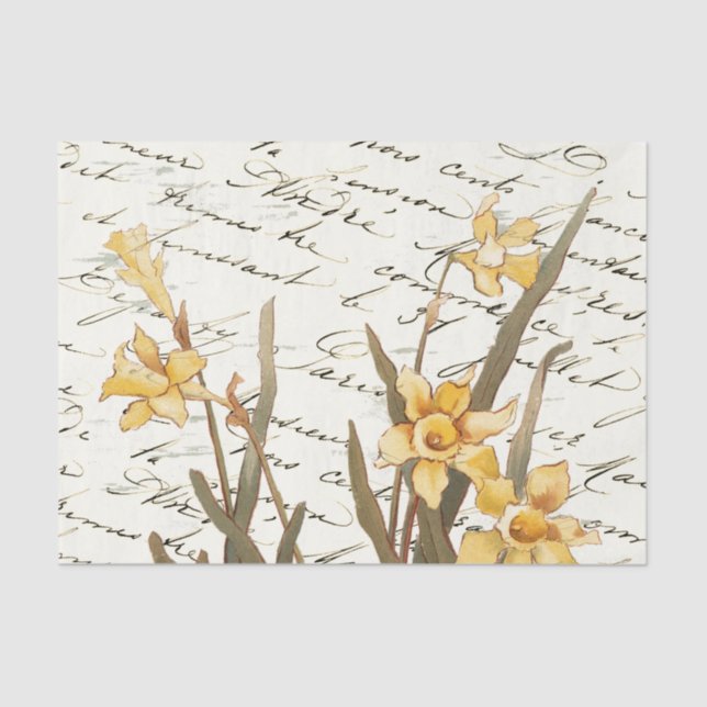 Papel Tecidual Amarelo Daffodil - Script francês V (Frente )