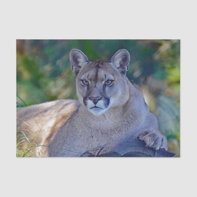 Papel Tecidual Cougar 2 (Frente )