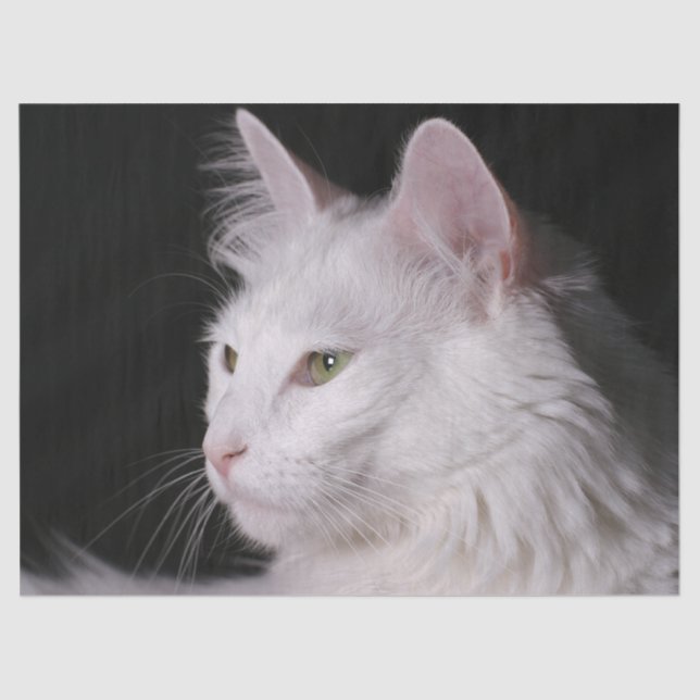 papel tecidular angorá (Frente )