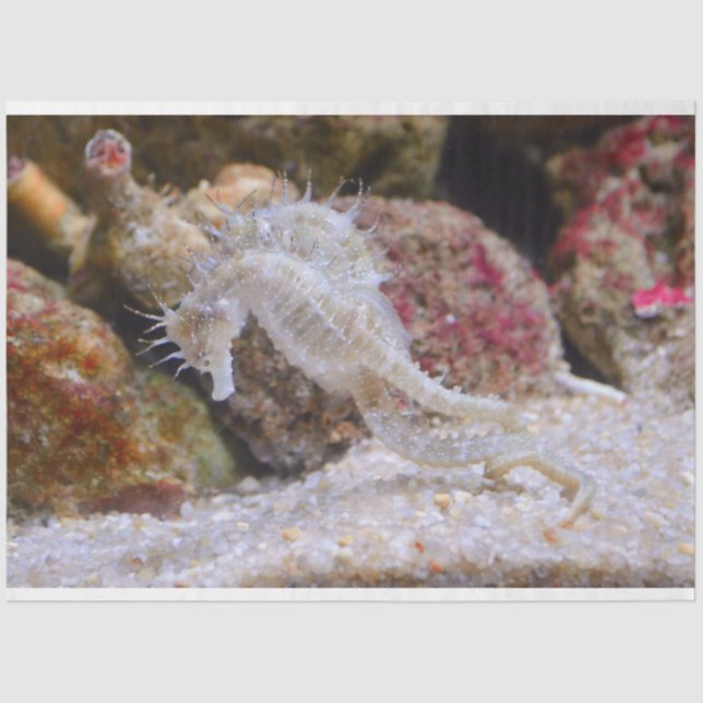 papel tecidular aquário (Frente )