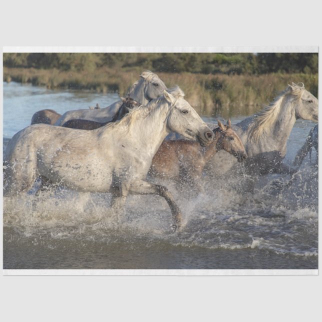 Papel tecidular de cavalos corridos (Frente )