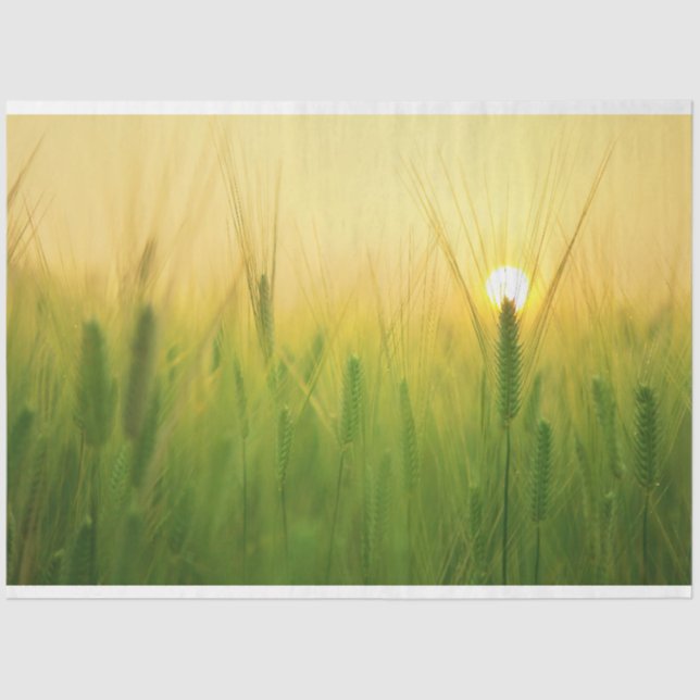 Papel Teclado de Decoupage de Fazenda de Campo da  (Frente )