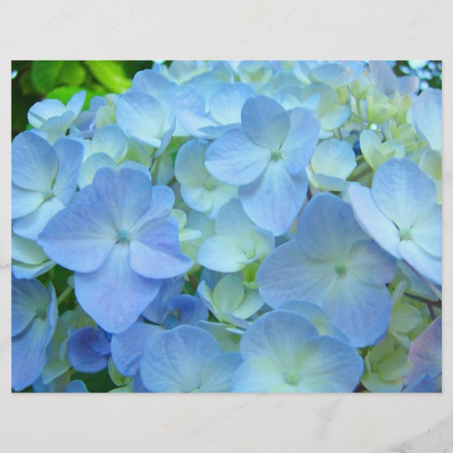 Papel tema Scrapbooking Flores de Hortênsia Azul (Frente)
