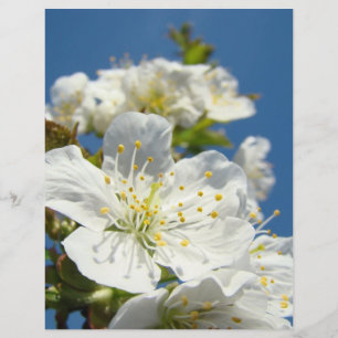Papel temático "Cherry Blossoms Blue Sky"