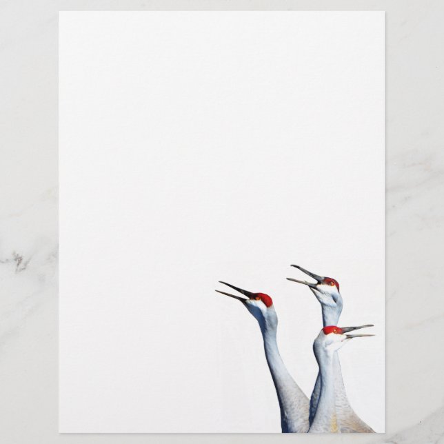 Papel Timbrado 3 Sandhill Cranes Fotografia Papel Letterhead (Frente)