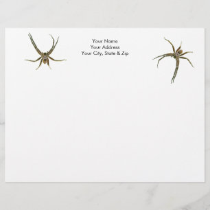 Papel Timbrado Aranha