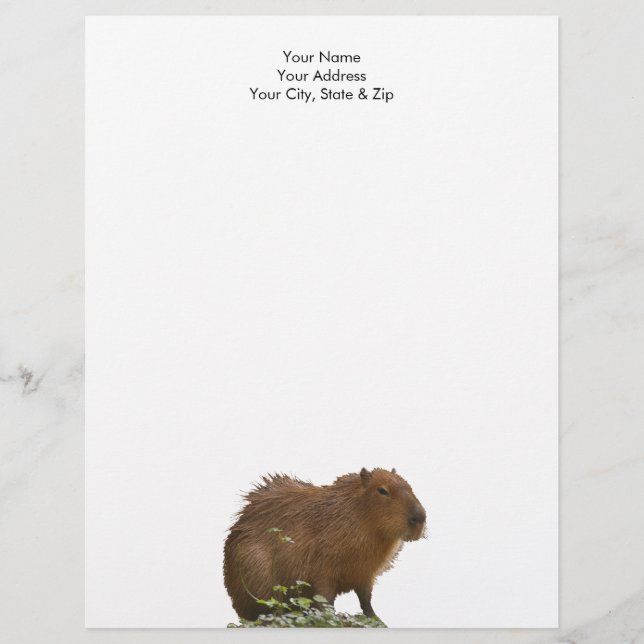 Papel Timbrado Capybara (Frente)