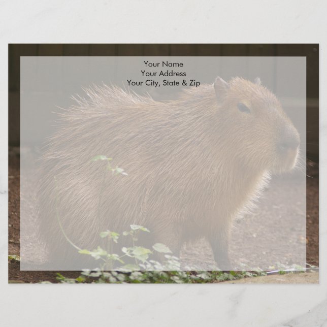 Papel Timbrado Capybara (Frente)