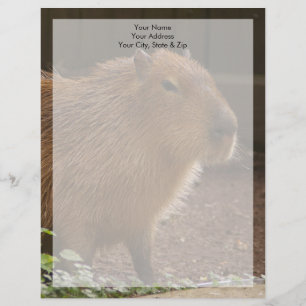 Papel Timbrado Capybara