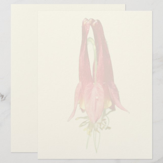 Papel Timbrado Flor de Columbine Vermelha (Frente/Verso)