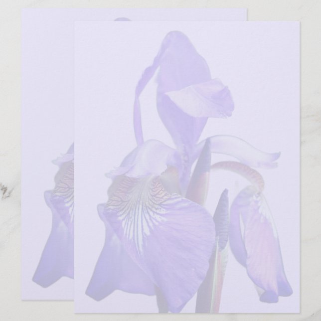 Papel Timbrado Íris Flor de Bandeira Azul Roxo (Frente/Verso)