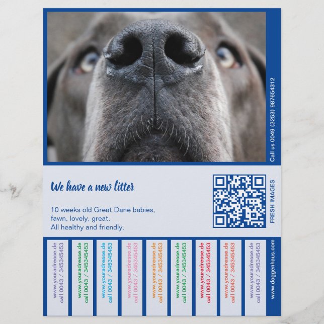 Papel Timbrado Para vender cachorros Dane coloridos (Frente)