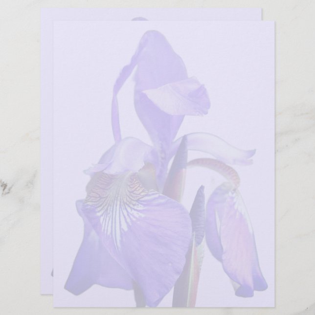 Papel Timbrado Purple Blue Flag Iris Flower  (Frente/Verso)