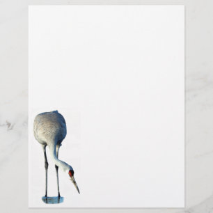 Papel Timbrado Sandhill Crane Foto Stationery Letterhead