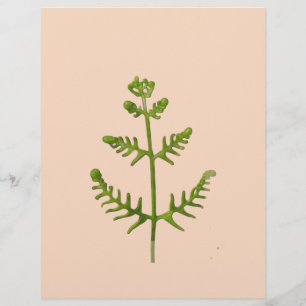 Papel Timbrado verde primavera