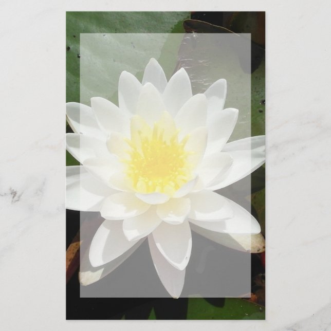 Papelaria Água Lily (Frente)