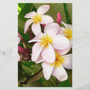 Papelaria Aloha Frangipani Havaiano Flores de Plumeria