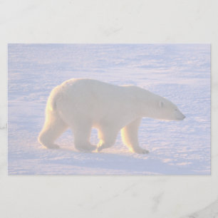 Papelaria Amanhecer do urso polar