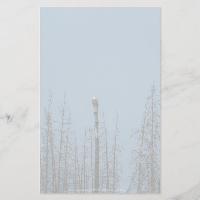 Papelaria American Bald Eagle 8974 (Frente)