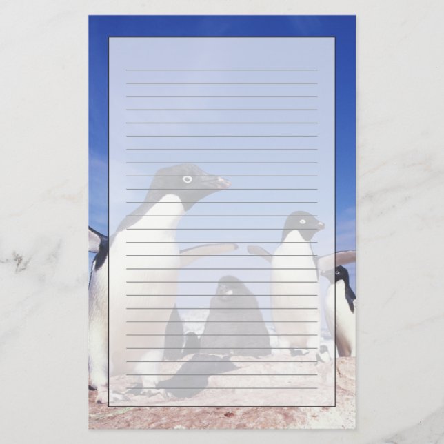 Papelaria Antártida, Pinguim Adelie Pygoscelis (Frente)