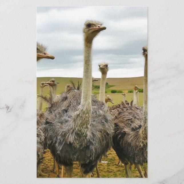 Papelaria avestruz (Frente)
