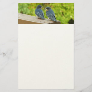 Papelaria Baby Barn Swallow Nature Bird Fotografia