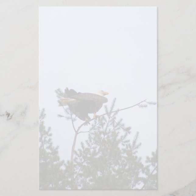 Papelaria Bald Eagle (Frente)