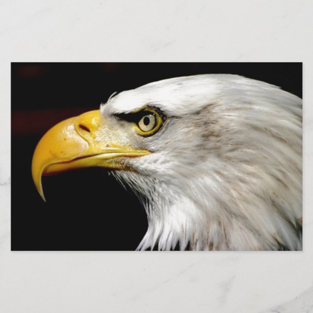 Papelaria Bald Eagle (Frente)