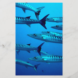 Papelaria barracuda mergulho mar profundo água oceano tropic