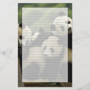 Papelaria bebês de panda gigante (Ailuropoda melanoleuca)