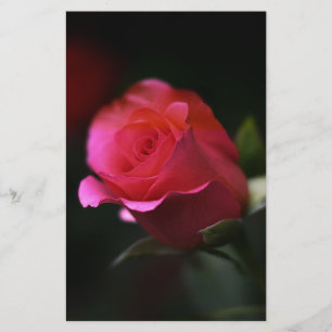 Papelaria Bela Rosa vermelha